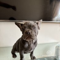 French Bulldog - Dogs