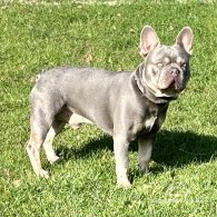 French Bulldog