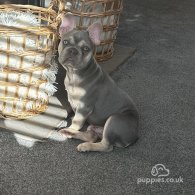 French Bulldog