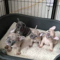 French Bulldog - Both