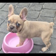 French Bulldog - Dogs