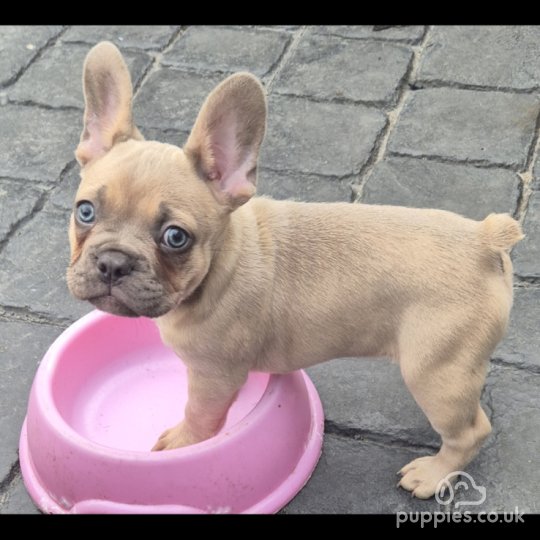 French Bulldog - Dogs