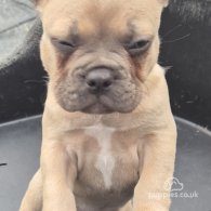 French Bulldog - Dogs