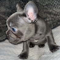 French Bulldog - Both