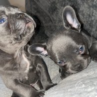 French Bulldog - Both