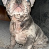 French Bulldog - Both