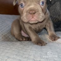 French Bulldog - Both