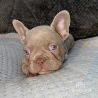 French Bulldog - Both