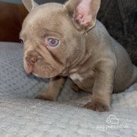 French Bulldog - Both