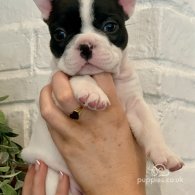 French Bulldog - Both