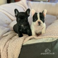 French Bulldog - Both