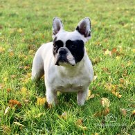 French Bulldog - Both