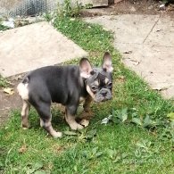 French Bulldog - Both