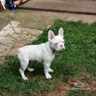 French Bulldog - Both