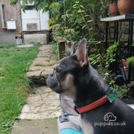 French Bulldog - Both