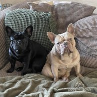 French Bulldog - Both