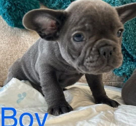 French Bulldog