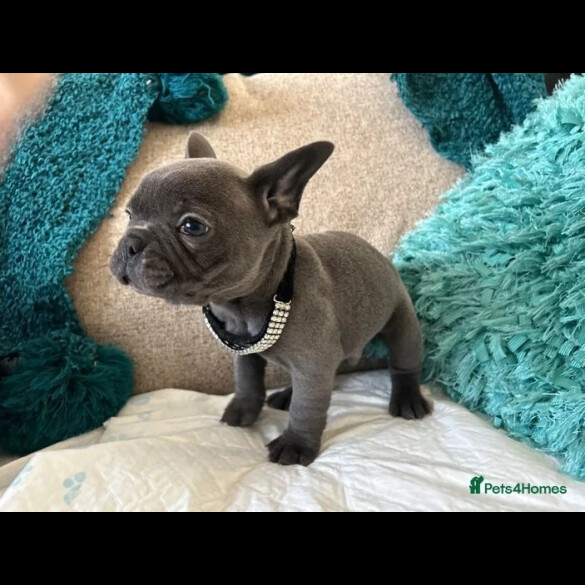 French Bulldog - Bitches