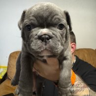 French Bulldog - Bitches