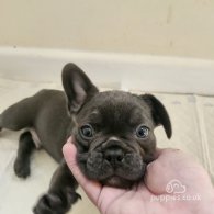 French Bulldog - Both