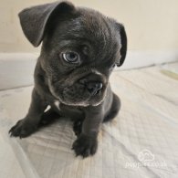 French Bulldog - Both