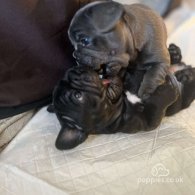 French Bulldog - Both