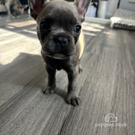 French Bulldog - Bitches