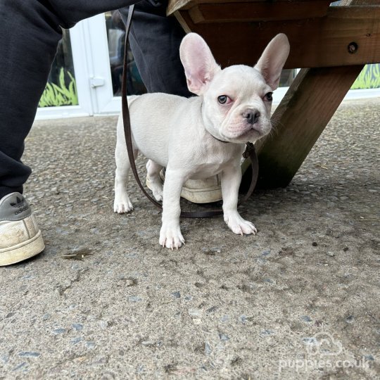 French Bulldog - Both