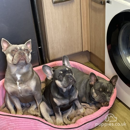 French Bulldog - Both