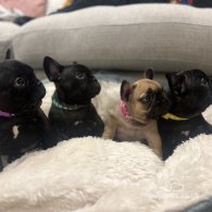 French Bulldog - Both