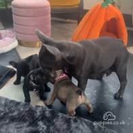 French Bulldog - Both