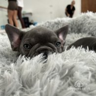 French Bulldog - Both