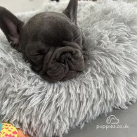 French Bulldog - Both