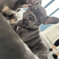 French Bulldog - Both