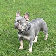 French Bulldog