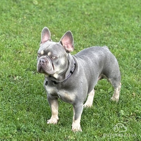 French Bulldog