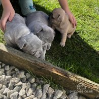 French Bulldog - Both