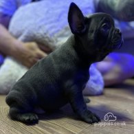 French Bulldog - Both