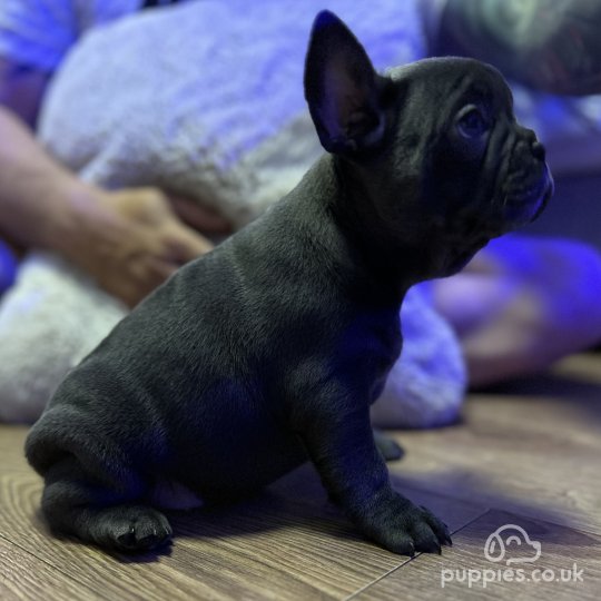 French Bulldog - Both