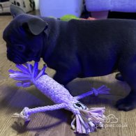 French Bulldog - Both