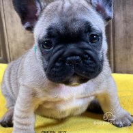 French Bulldog - Both