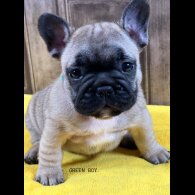 French Bulldog - Both