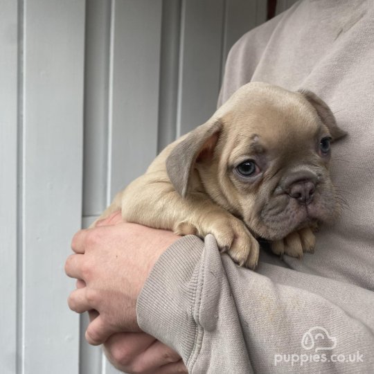 French Bulldog - Both