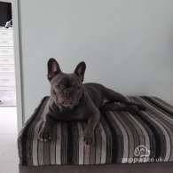 French Bulldog - Both