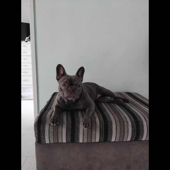 French Bulldog - Both