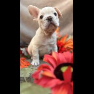 French Bulldog - Dogs