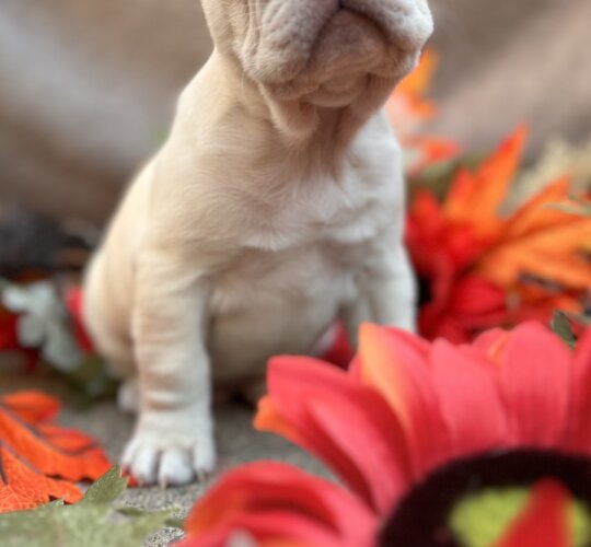 French Bulldog