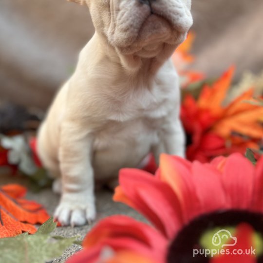 French Bulldog - Dogs