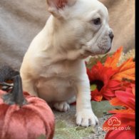 French Bulldog - Dogs