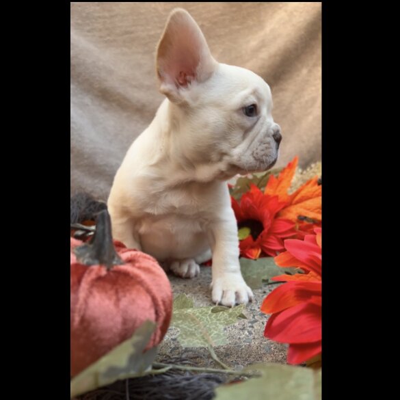 French Bulldog - Dogs